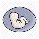 Schwanger Embryo Fotus Icon