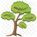 Scots Pine Tree  Icon