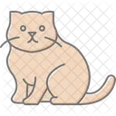 Scottish Fold Scottishfold Cat Icon