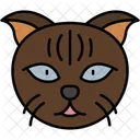Scottish Fold Cat Folded Ears Round Face Icon