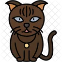Scottish Fold Cat Folded Ears Round Face Icon