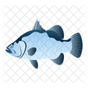 Sea Bass  Icon