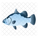 Sea Bass  Icon