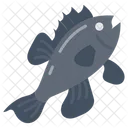 Sea Bass Fish Species Black Fish Icon