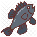 Sea Bass Fish Species Black Fish Icon