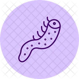 Sea cucumber  Icon