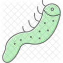 Sea Cucumber Hagfish Ocean Icon