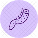 Sea Cucumber Hagfish Ocean Icon