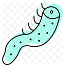Sea Cucumber Hagfish Ocean Icon