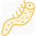 Sea Cucumber Hagfish Ocean Icon