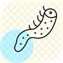 Sea Cucumber Sea Cucumber Icon
