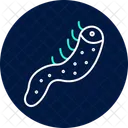 Sea Cucumber Sea Cucumber Icon