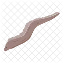 Sea Eel Animal Icon