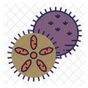 Sea urchin  Icon