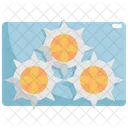Sea-urchin  Icon