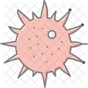 Sea Urchin Sea Urchin Icon
