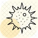 Sea Urchin Sea Urchin Icon