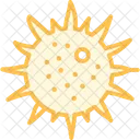 Sea Urchin Sea Urchin Icon