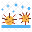 Sea Urchin  Icon