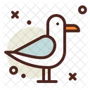 Seagul Seagull Bird Bird Icon