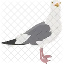 Seagull Wildlife Bird Icon