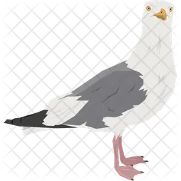 Seagull  Icon