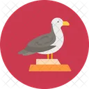 Seagull Bird Animal Icon