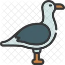 Seagull Bird Gull Icon