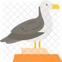 Seagull Bird Animal Icon