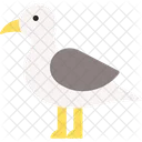 Seagull Gull Seabird アイコン