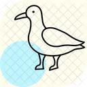 Seagull Bird Beach Icon