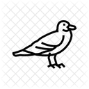 Seagull  Icon