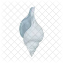 Seashell Shell Sea Icon