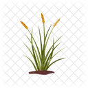 Sedge Plant Tundra Icon