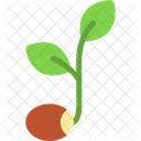 Seed Sprout Growth Icon