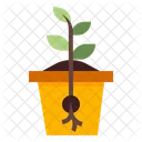 Seed Growth Plant Nature Icon