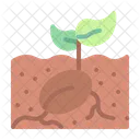 Seed Spring Planing Icon