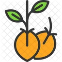 Seeds  Icon