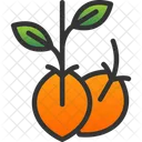 Seeds Package Agriculture Icon