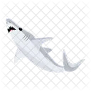 Carcharodon Carcharias White Shark Shark Fish Icon