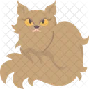 Selkirk Rex Cat  Icon
