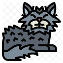 Selkirk Rex Cat Icon
