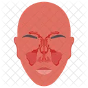 Seno Seno Venoso Cara Icono
