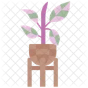 Seringueira Planta Borracha Icon