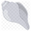 Shanka Conch Shell Shell Icon