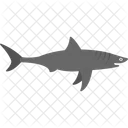 Shark  Icon