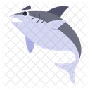 Shark Fish Predator Icon
