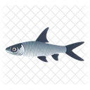 Shark Fish  Icon