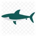 Shark Fish Animal Icon