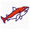 Shark  Icon